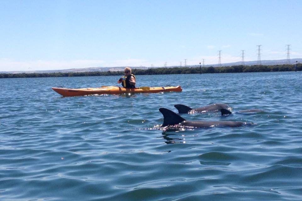Dolphin Sanctuary & Ships Graveyard Kayak Hire-1-person kayak